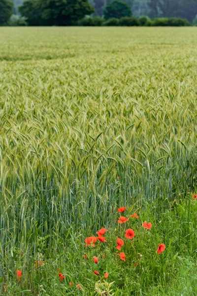 Papaveri Uno Sfondo Campo Orzo — Foto Stock