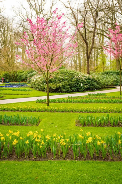 Ανθισμένα Λουλούδια Στο Πάρκο Keukenhof Στην Ολλανδία Ευρώπη — Φωτογραφία Αρχείου