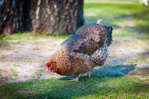 Hnědá Slepice Hledá Potravu Farmě — Stock fotografie