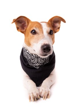 Köpek Jack Russell Terrier beyaz bir arka planda görünüyor.