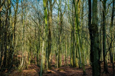 Dağın derinliklerindeki orman. Orman Manzarası