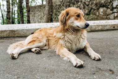 Asfaltta dinlenen sevimli yaşlı köpek.