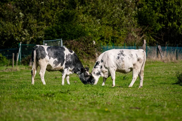 Krávy Travnatém Poli Jasného Slunečného Dne — Stock fotografie