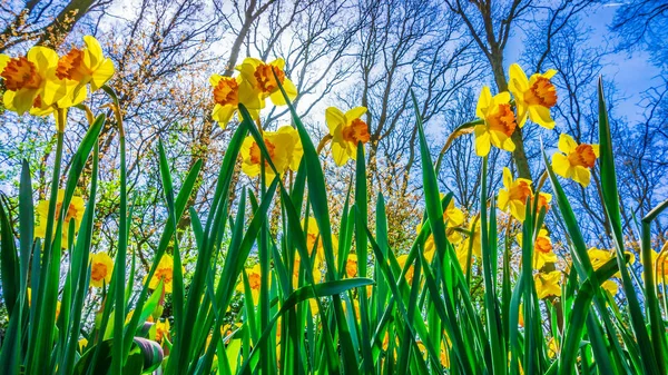 Ostern Hintergrund Mit Frischen Frühlingsblumen Gelbe Narzissen Gegen Den Blauen — Stockfoto