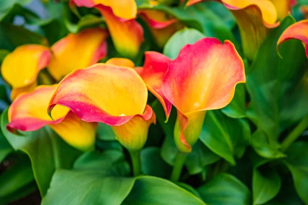 Bouquet Von Bunten Calla Lilien Blütenmuster — Stockfoto