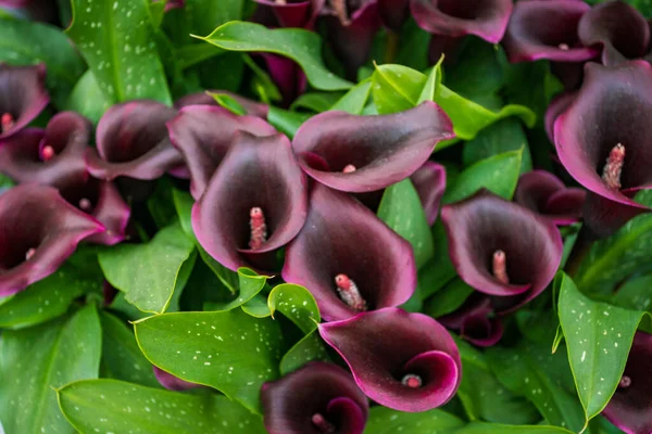 Bukett Med Flerfärgade Kalla Liljor Blommönster — Stockfoto