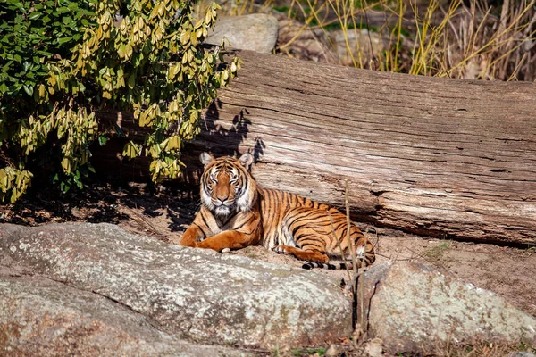 Tigre Sentado Zoológico Las Rocas — Foto de Stock