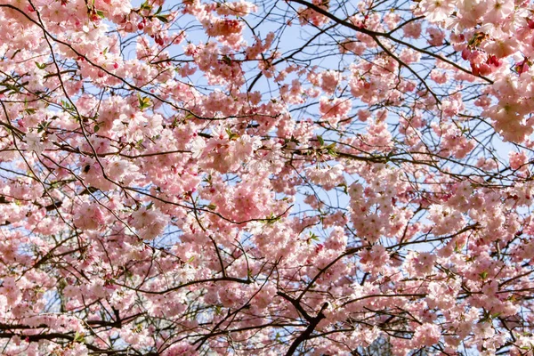 家の近くの庭でマグノリアの枝 開花マグノリアの木 — ストック写真