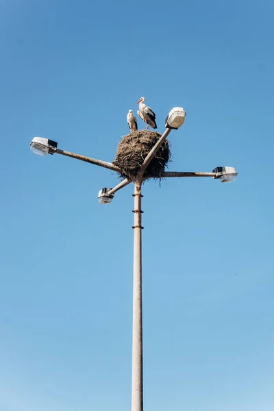 Storks Nest Lamppost Private Sector — Stock Photo, Image