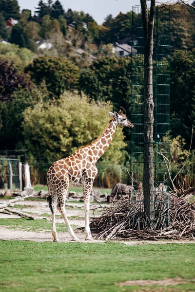 Zürafa Yazın Ağaçların Arasında Dolaşır — Stok fotoğraf