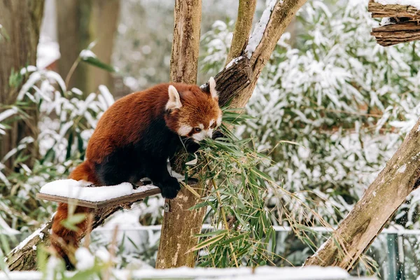 背景に緑の茂みがある冬には赤いパンダが木に登ります — ストック写真