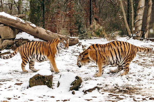 Tygrys Chodzi Śnieżnej Ziemi — Zdjęcie stockowe