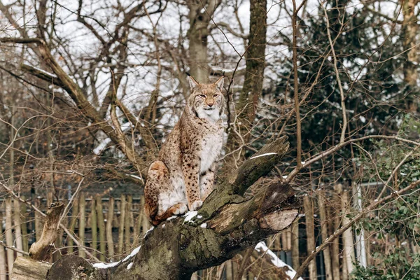 Lynx Klättrar Träd Solig Vinterdag — Stockfoto