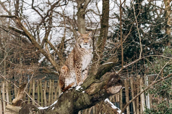 Lynx Klimt Bomen Een Zonnige Winterdag — Stockfoto