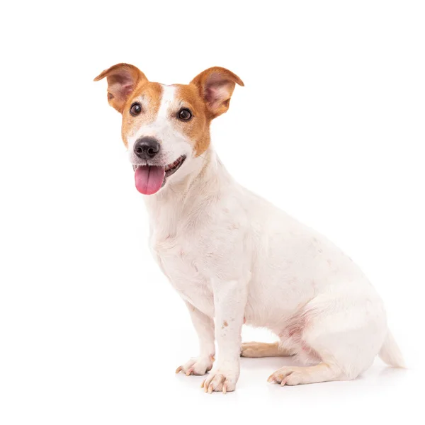 Jack Russell Terrier Geïsoleerd Witte Achtergrond Studio — Stockfoto