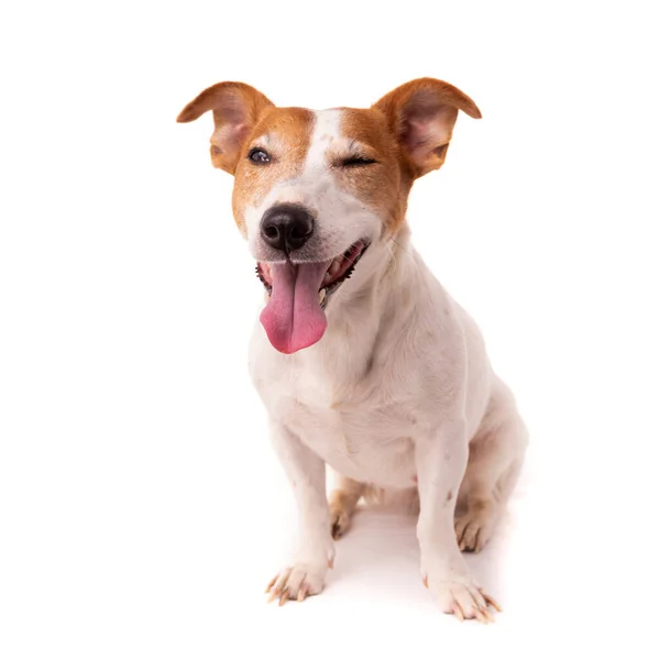 Jack Russell Terrier Απομονωμένος Λευκό Φόντο Στο Στούντιο — Φωτογραφία Αρχείου