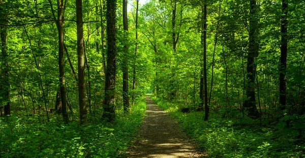 Forest Trees Nature Green Wood — Stock Photo, Image