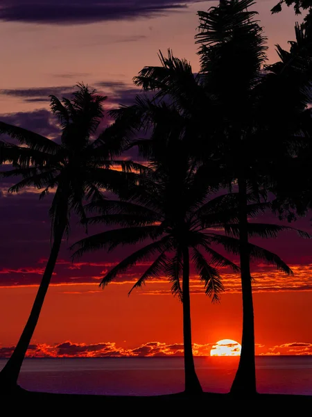 Tropisch Zonsondergang Palm Silhouet Landschap — Stockfoto