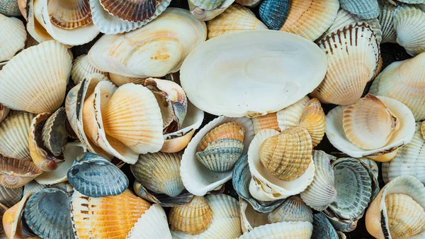 Conchiglie Mare Colorate Miste Come Sfondo Struttura Della Conchiglia Marina — Foto Stock