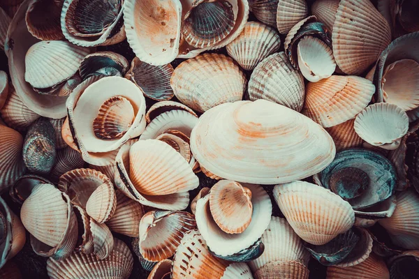 Conchas Marinhas Coloridas Misturadas Como Fundo Textura Concha Mar — Fotografia de Stock