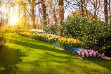 Güzel parkta gün doğumu ışığı. Bahar doğası sahnesi. Güzel Manzara. 