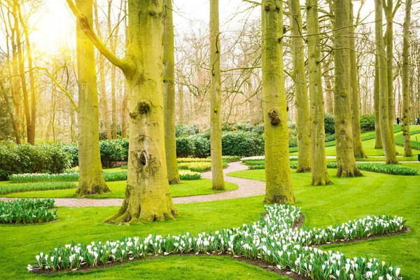 Zonsopgang Het Prachtige Park Lente Natuur Scene Prachtig Landschap — Stockfoto