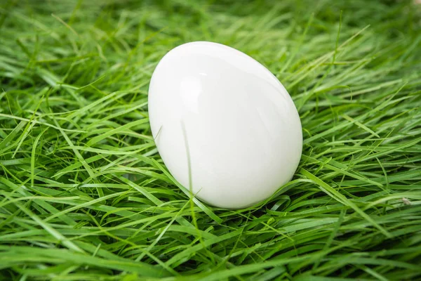 White Chicken Egg Lies Green Grass — Stock Photo, Image