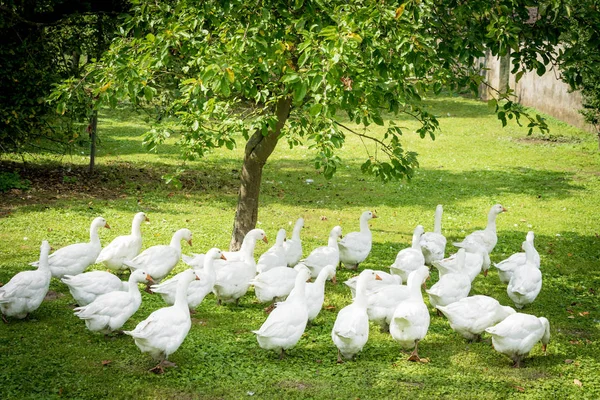 Witte Ganzen Ganzen Het Gras Tamme Vogel — Stockfoto