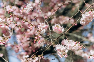 Çiçek açan elma ağacının dalları..