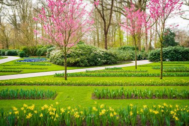 Bahar Arkaplanı. Bahar Çiçekleri. Güzellik doğal arka plan