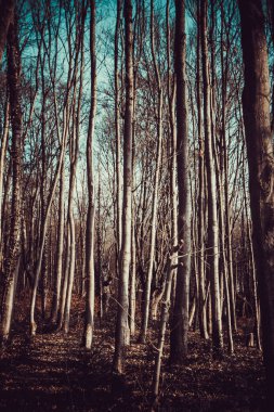 Karanlık Orman. Misty Green dağ manzarası