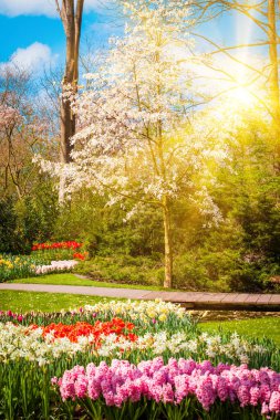 Bahar manzarası. Çayırlarda parlayan güneş ışınları. Baharda bahçe
