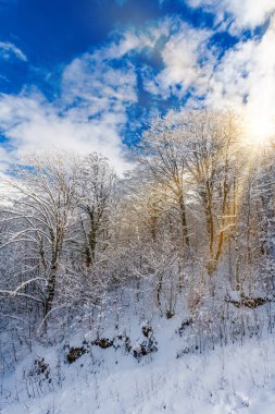 Orman ve güneşli güzel karlı kış manzarası. kış gün batımı