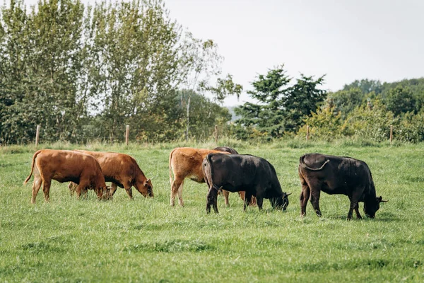 Grupo Vacas Que Pastam Prado Verde Vacas Pastam Fazenda — Fotografia de Stock