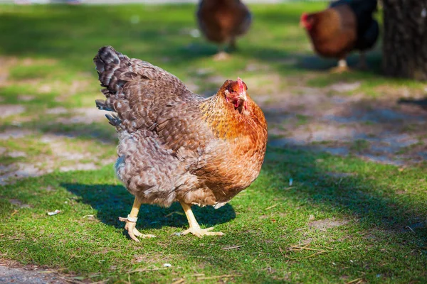 Hnědá Slepice Hledá Potravu Farmě — Stock fotografie