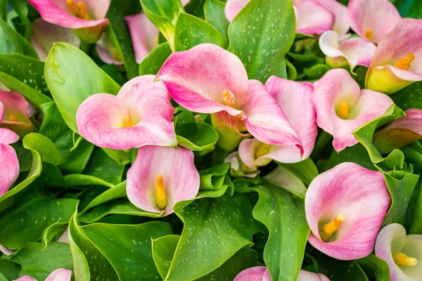Cala Liliom Rózsaszín Virág Háttér — Stock Fotó