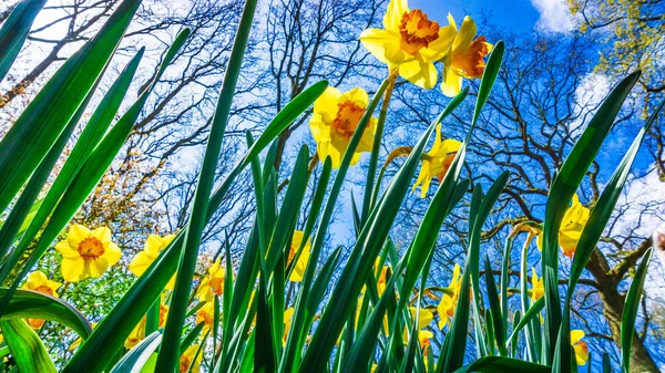 新鮮な春の花とイースターの背景 青い空に対する黄色のナルシッソス — ストック写真