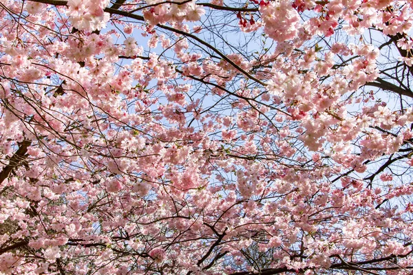 家の近くの庭でマグノリアの枝 開花マグノリアの木 — ストック写真