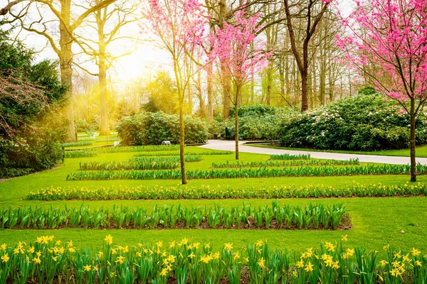 Voorjaarslandschap Zonnestralen Schijnen Een Weide Bloemen Tuin Het Voorjaar — Stockfoto