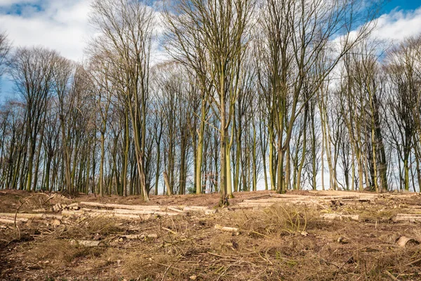 Illegal Deforestation Destruction Forest — Stock Photo, Image