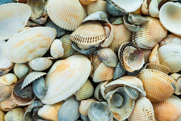 色彩斑斓的海贝壳作为背景 — 图库照片