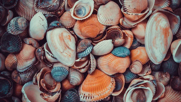 Bellissimo Sfondo Texture Della Natura Modello Conchiglia Del Mare — Foto Stock