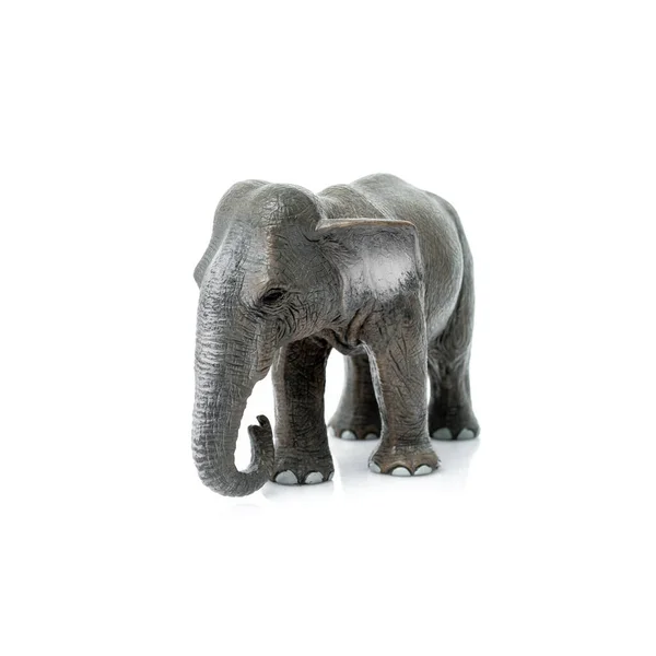 Portrait Elephant Isolated White Background — Stock Photo, Image