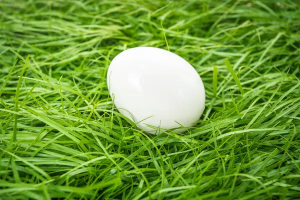 White Chicken Egg Lies Green Grass — Stock Photo, Image