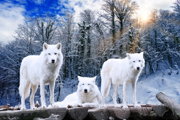 Arctic Wolves. White wolf in Winter Forest