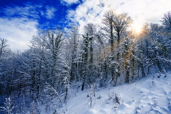 Prachtig Besneeuwd Winterlandschap Panorama Met Bos Zon Winterzonsondergang — Stockfoto