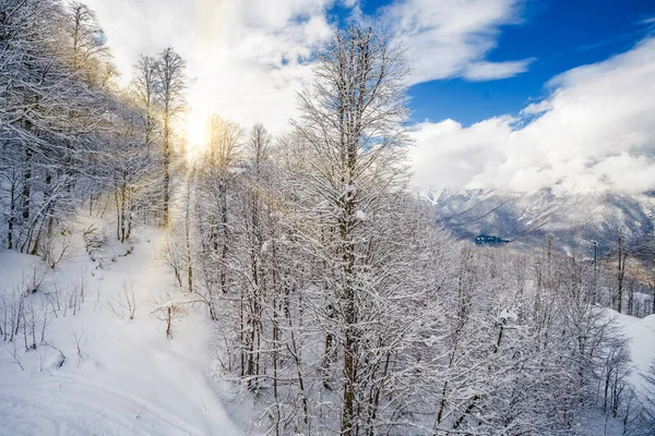 Όμορφο Χιονισμένο Τοπίο Χειμώνα Πανόραμα Δάσος Και Ήλιο Χειμερινό Ηλιοβασίλεμα — Φωτογραφία Αρχείου