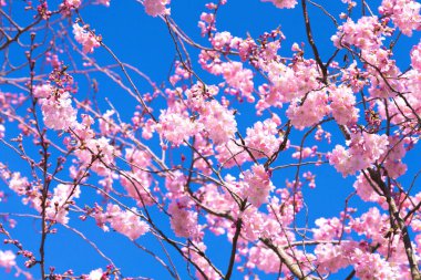 Bahar arka planı. Mavi gökyüzü arka planında çiçek ağaçları. 