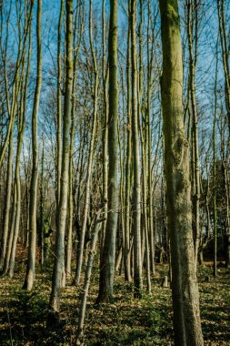 Dağın derinliklerindeki orman. Orman Manzarası