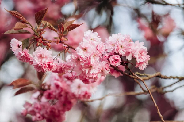 Branches Cherry Blossoms Beautiful Sakura Garden — Stock Photo, Image
